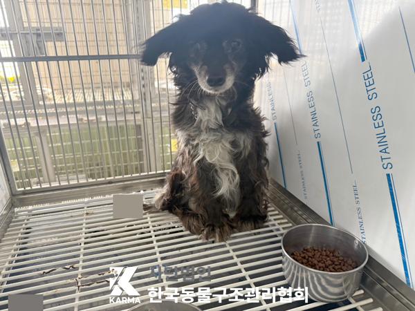 [개] 믹스견 경기-포천-2025-00486 유기동물 배경 이미지 입니다.